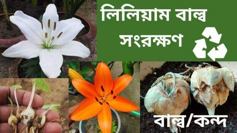 Read more about the article কিভাবে লিলিয়াম ফুল এর বাল্ব সংরক্ষণ করতে হয়