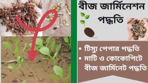 Read more about the article বীজের অঙ্কুরোদগমের ৩ টি সহজ পদ্ধতি | বীজ থেকে চারা উৎপাদন