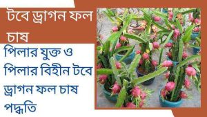 Read more about the article টবে ড্রাগন ফল চাষ (পিলার যুক্ত/পিলার বিহীন উভয় পদ্ধতি)