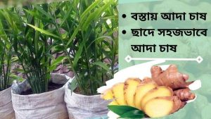 Read more about the article বস্তায় আদা চাষ পদ্ধতি | ছাদে সহজভাবে আদা চাষ